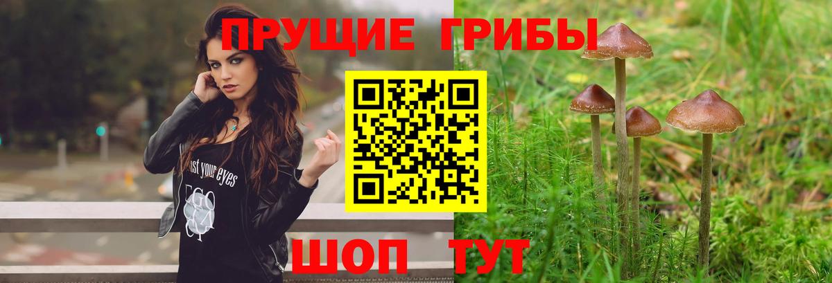Псилоцибиновые грибы ЛСД Асино